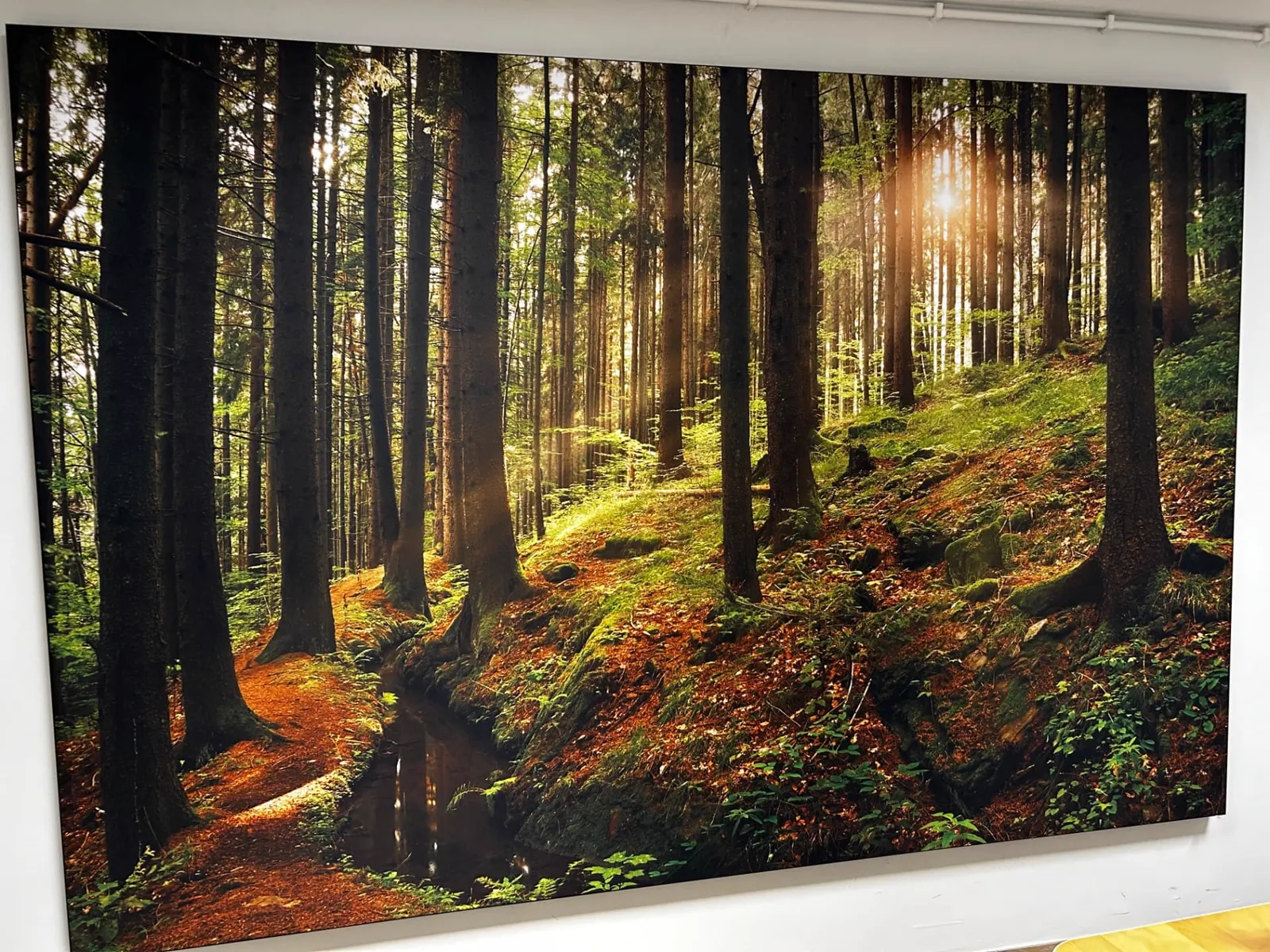 Cadre acoustique avec une forêt ensoleillée au mur